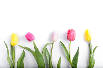 Beautiful, multicolor, spring tulips on white background. Copy space for a text