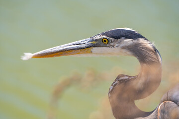 Portrait of Great blue heron (Ardea cinerea) 