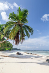 Tropical beach with palm trees