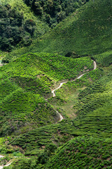 Malaysia Cameron Highland tea plantation in row