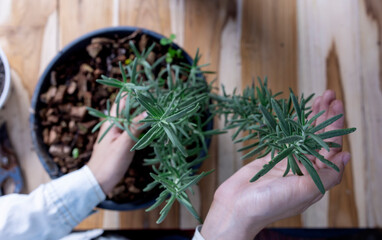 farmer hand showing rosemary in pots