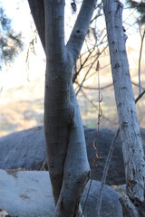 person walking in the woods