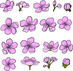 Branch of Cherry blossom on white.Vector illustration Sakura Flower,Nice Peach blossom isolated vector.Japanese floral.Branch of sakura flower vector for printing on background.