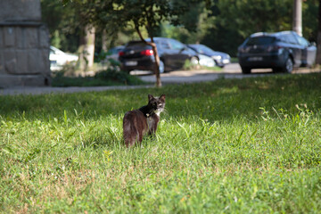 Obraz na płótnie Canvas A black and white cat walks on the green grass.