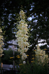 Yucca folamemntosa in the rays of the setting sun.