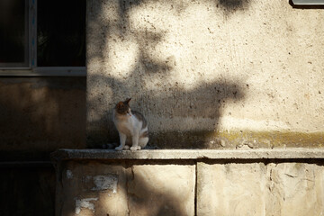 The cat sits on the plinth of the building.