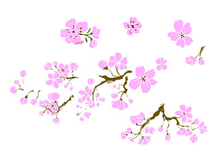 Branch of Cherry blossom on white.Vector illustration Sakura Flower,Nice Peach blossom isolated vector.Japanese floral.Branch of sakura flower vector for printing on background.