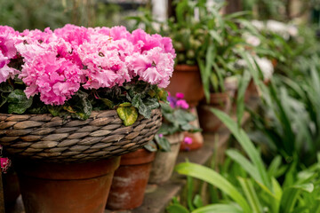 Potted houseplant in full bloom with pink flowers in wicker flowerpot in home patio garden