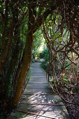boardwalk in thick wild forest