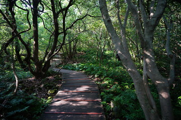 refreshing summer forest with boardwalk