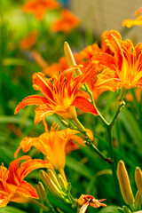 Orange daylily flowers in the summer garden