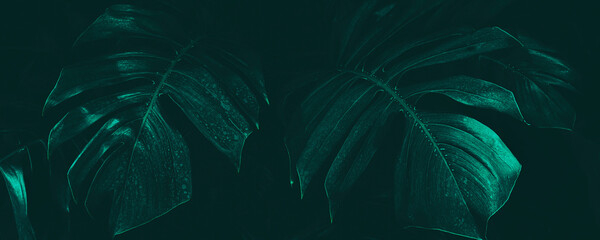 tropical foliage, philodendron plant; dark nature background