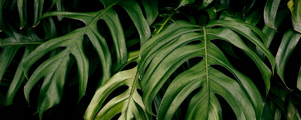 tropical foliage, philodendron plant, green nature background