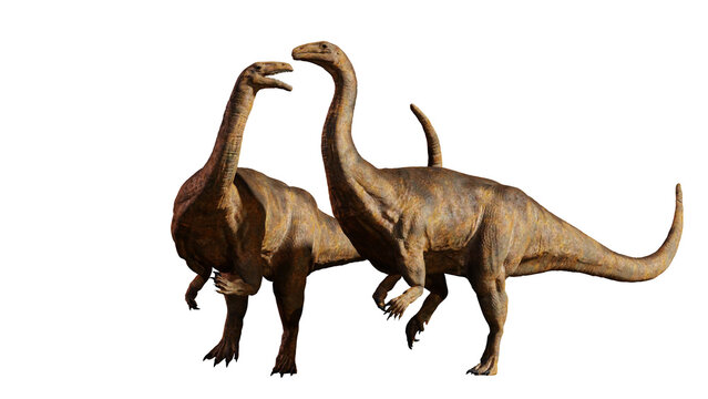 Plateosaurus couple, herbivorous dinosaurs that lived around 214 to 204 million years ago, isolated on white background