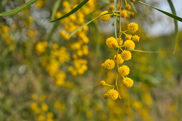 Water Battle, Acacias species, also known as Swamp Wattle, Retinodes wattle, Wirilda.