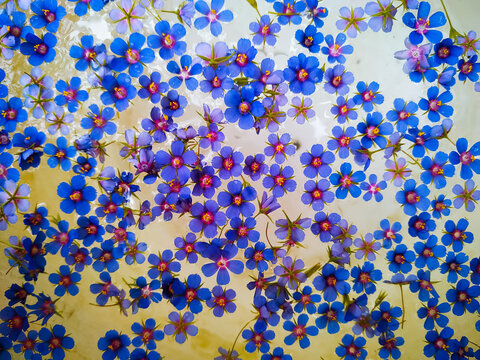 Seamless Pattern Of Blue Lysimachia foemina Flowers On Water Background