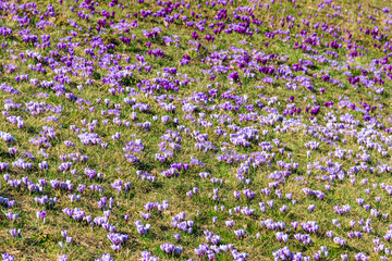Purple crocus flowers on the lawn at spring