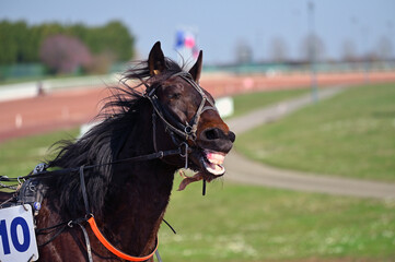 tête de cheval de course © compagnie-17