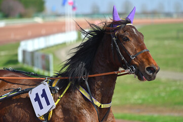 tête de cheval de course © compagnie-17