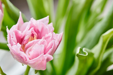 Peony-shaped tulips photo in a bouquet. Macro photo of flowers. Spring and holiday concept, gifts for March 8 international women's day. Front view.