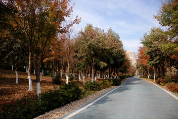 autumn in the park