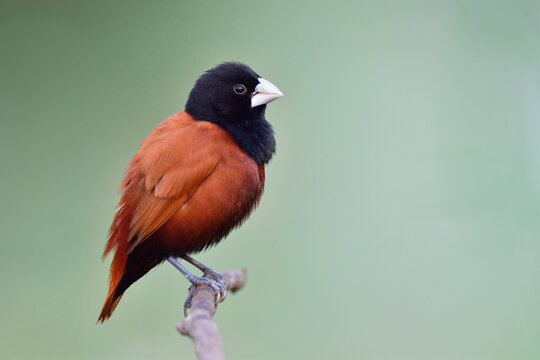 black-headed or chestnut munia making fluffy feathers during soft lighting while sunrising in early morning