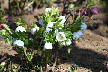 クリスマスローズ