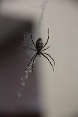 Colourful spider climbs on the web.