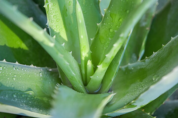 Leaves of fresh aloe vera plant