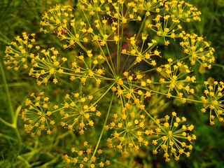 Blooming dill garden or smelly (Lat. Anethum graveolens)