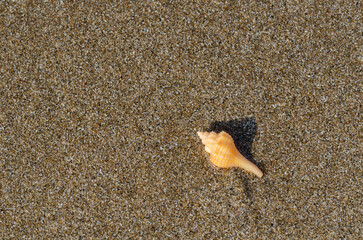 An empty shell on the wet clean sand of the beach with shadow from sunlight. Travel and vacation concept.