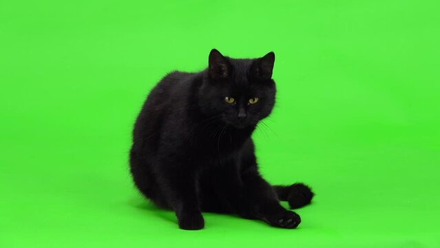 black cat licks wool washes on green screen. studio