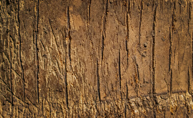 old coconut wood texture, closeup stem coconut tree, texture coconut tree, detail wood, Coconut texture background