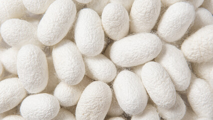 Fototapeta na wymiar close up of natural silkworm cocoons texture background