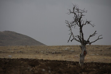 alone tree at the field