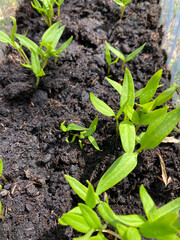 Pimientos naciendo en época de siembra