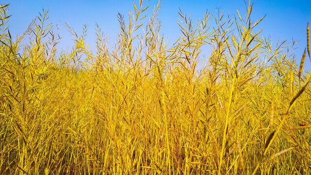 A Ripping mustard crop field with blue sky, mustard plant close up image