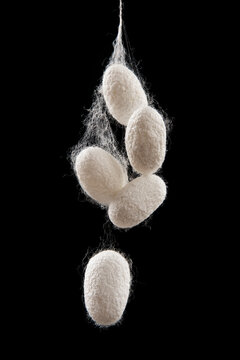 The silkworm cocoon isolated on black background