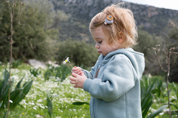 Funny cute adorable caucasian blonde baby girl, toddler in green field of daisy, camomiles smelling flowers.Curious child,kid, infant,learning environment,nature,mountains in spring or summer