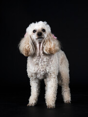poodle in studio