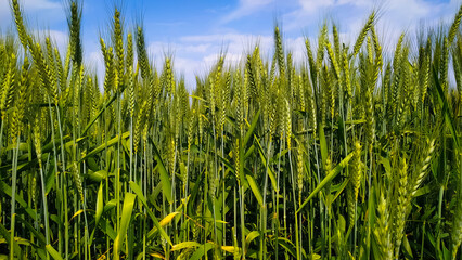 Closeup of green wheat field growing in summertime