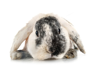 Fototapeta premium Lop rabbit rhoen in studio