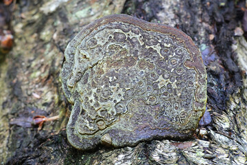 Red belt conk, also called red-belted bracket fungus, wild polypore from Finland showing secondary growth - obrazy, fototapety, plakaty