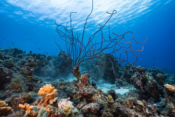 Fototapeta na wymiar Seascape with various fish, coral, and sponge in the coral reef of the Caribbean Sea, Curacao