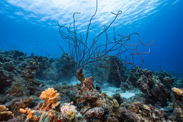 Seascape with various fish, coral, and sponge in the coral reef of the Caribbean Sea, Curacao