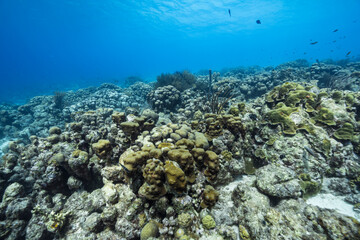 Plakat Seascape with various fish, coral, and sponge in the coral reef of the Caribbean Sea, Curacao