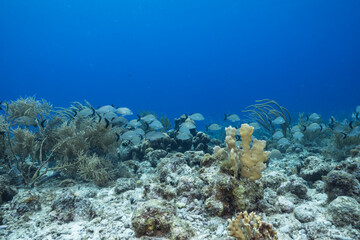Fototapeta premium Seascape with various fish, coral, and sponge in the coral reef of the Caribbean Sea, Curacao