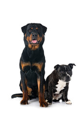 staffordshire bull terrier and rottweiler