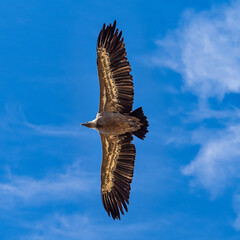 Griffon vultures, Gyps fulvus flying around the Serrania de Cuenca at Una, Spain.