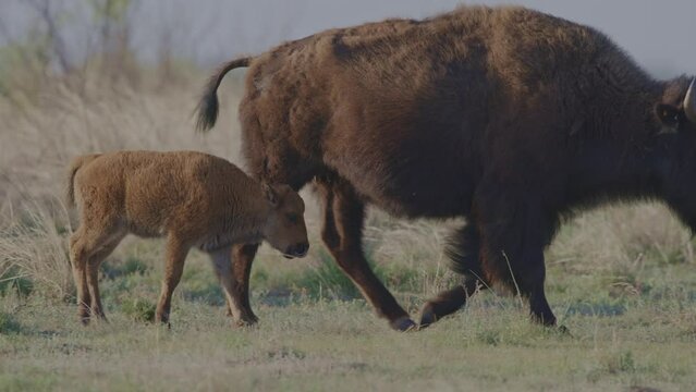 Bison calf walking with mother in a field